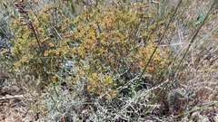 Agathosma corymbosa