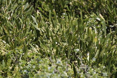 Olea exasperata