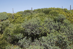 Olea exasperata