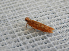 Ardozyga ceramica