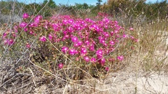 Lampranthus tenuifolius