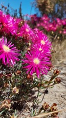 Lampranthus tenuifolius