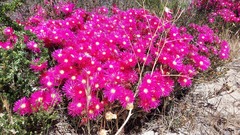 Lampranthus tenuifolius