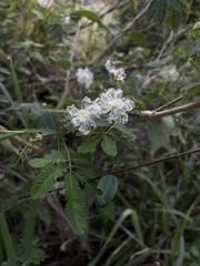Zapoteca portoricensis