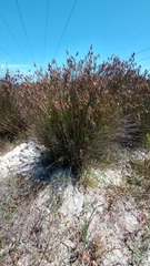 Thamnochortus insignis