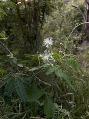 Zapoteca portoricensis