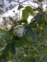Zapoteca portoricensis