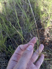 Aristida chaseae