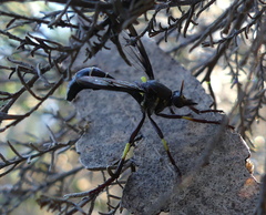 Daptolestes