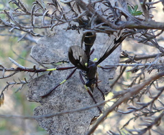 Daptolestes