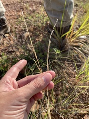 Aristida chaseae