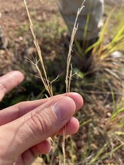 Aristida chaseae