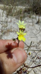 Nemesia versicolor