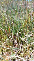Salicornia capensis