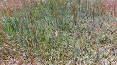 Salicornia capensis