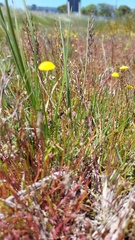 Cotula filifolia