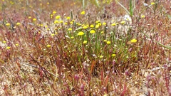 Cotula filifolia