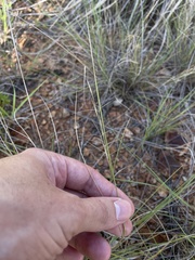 Aristida chaseae