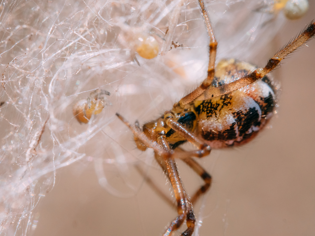Mothercare Spider