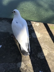 Columba livia domestica