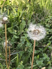 Taraxacum