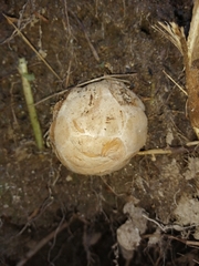 Phallus impudicus