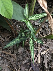 Syngonium angustatum