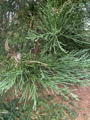 Sequoiadendron