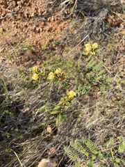 Chamaecrista glandulosa swartzii