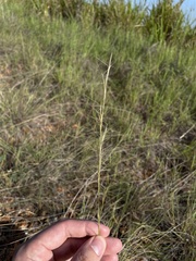 Aristida chaseae