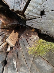 Racopilum cuspidigerum