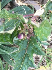 Solanum cinereum