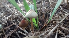 Psilocybe tasmaniana