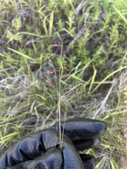 Bouteloua repens