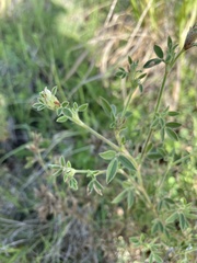 Stylosanthes viscosa