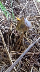 Psilocybe tasmaniana