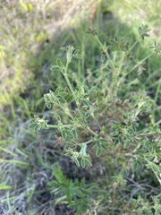 Stylosanthes viscosa