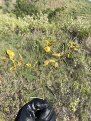 Chamaecrista glandulosa swartzii
