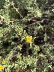 Turnera diffusa