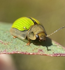 Paropsisterna hectica