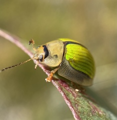 Paropsisterna hectica