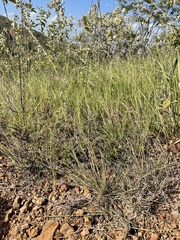 Aristida chaseae