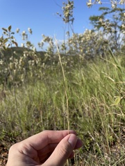 Aristida chaseae