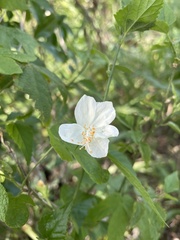 Hibiscus phoeniceus