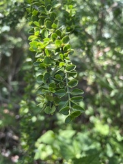 Catesbaea melanocarpa