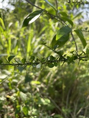 Catesbaea melanocarpa