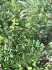 Catesbaea melanocarpa