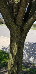 Pyrus