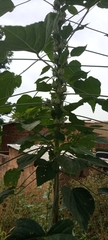 Magnoliopsida