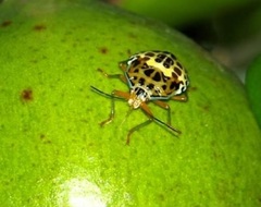 Rhynchocoris